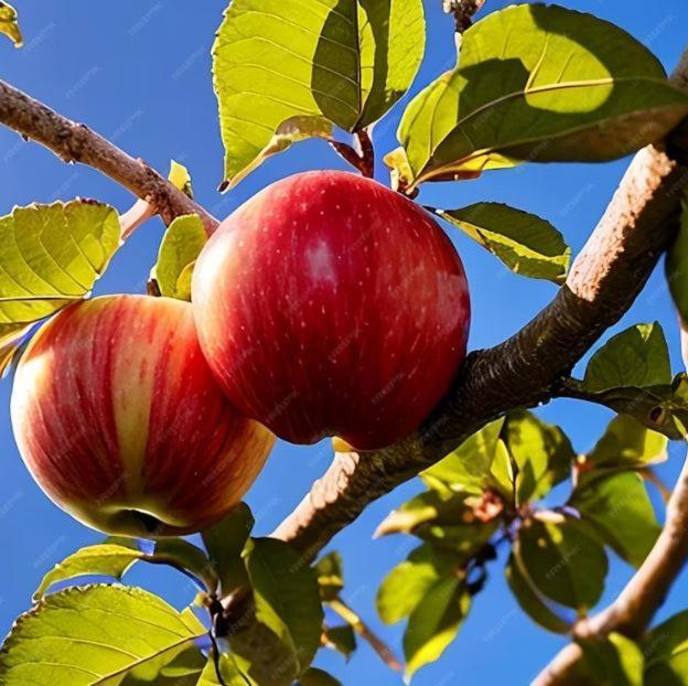 De Appelhoeve Terschuur Екстериор снимка